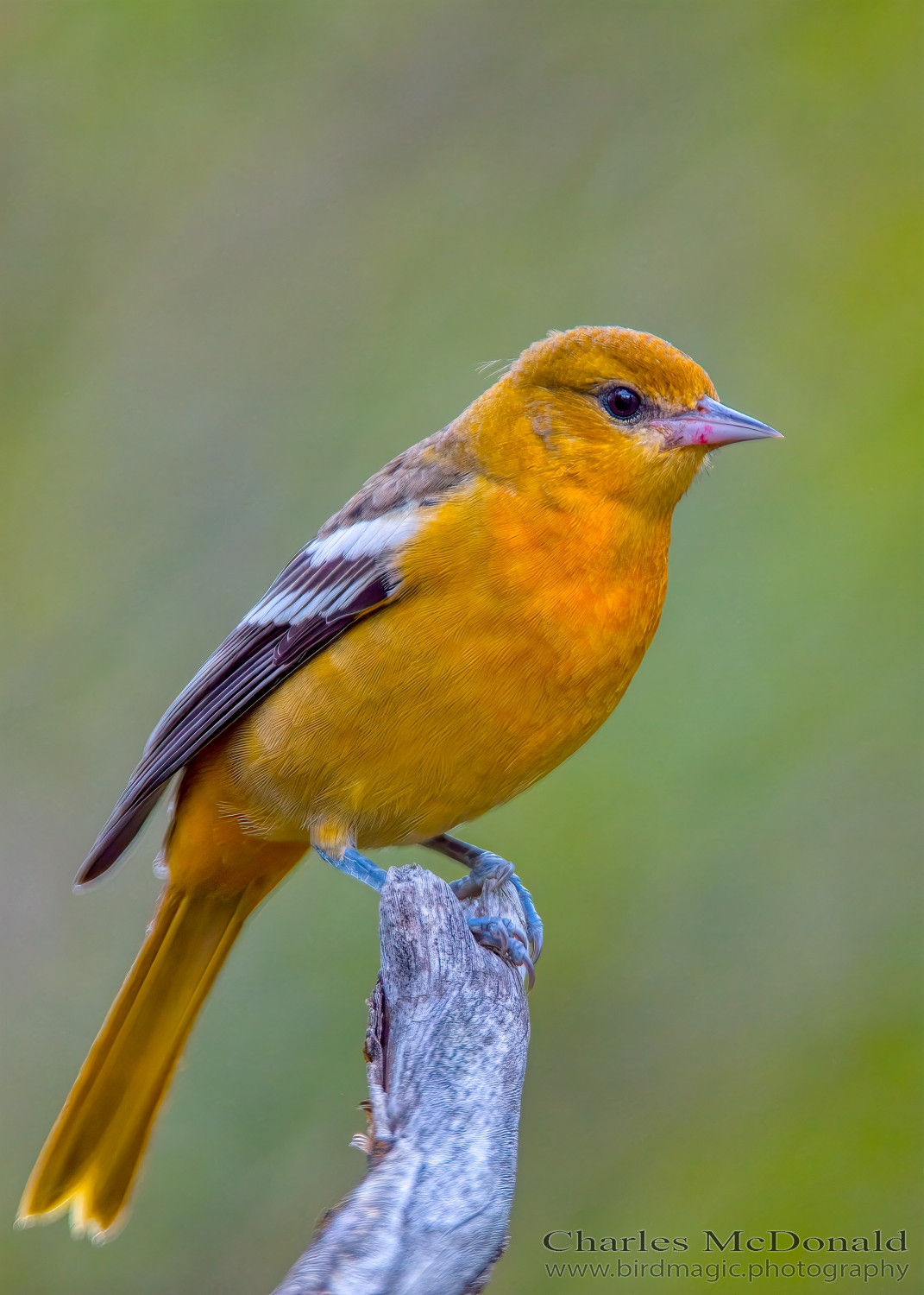 Baltimore Oriole