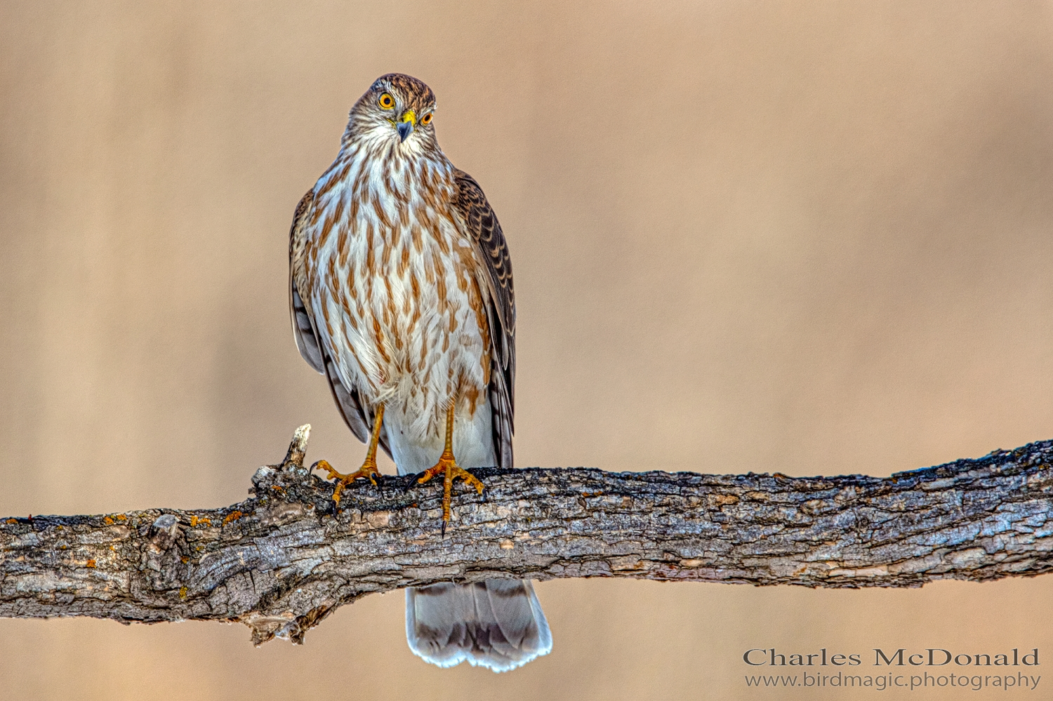 Sharp-shinned Hawk