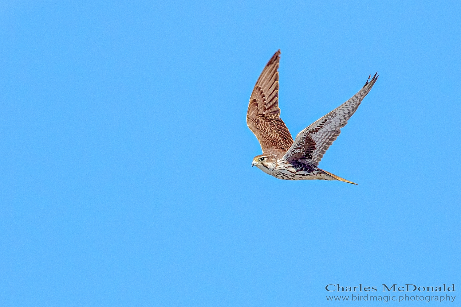 Prairie Falcon