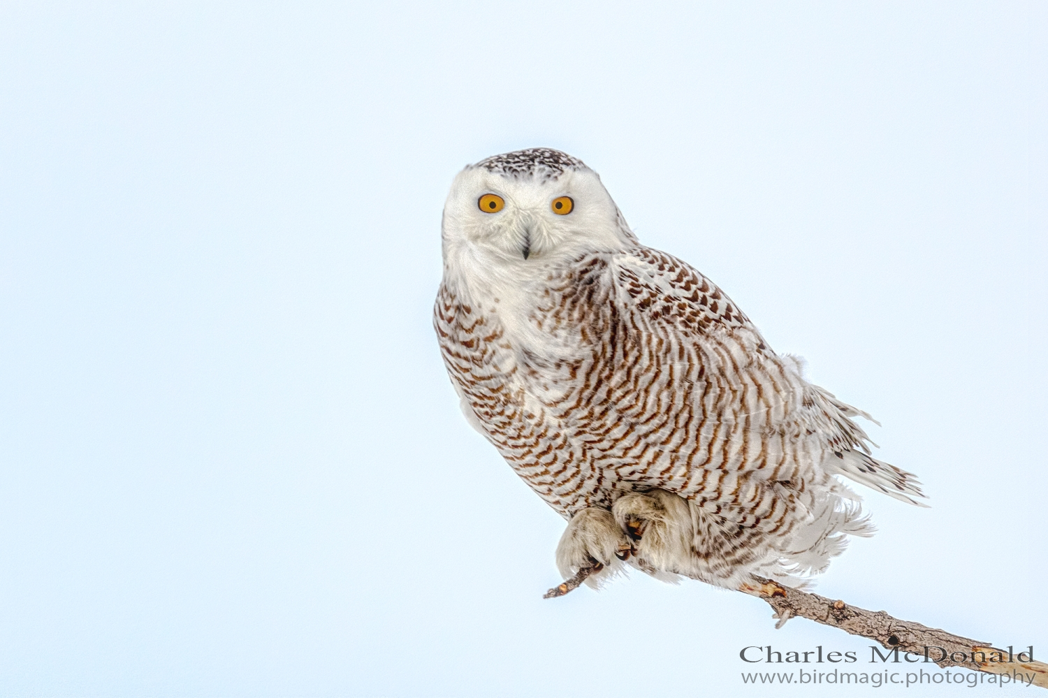 Snowy Owl