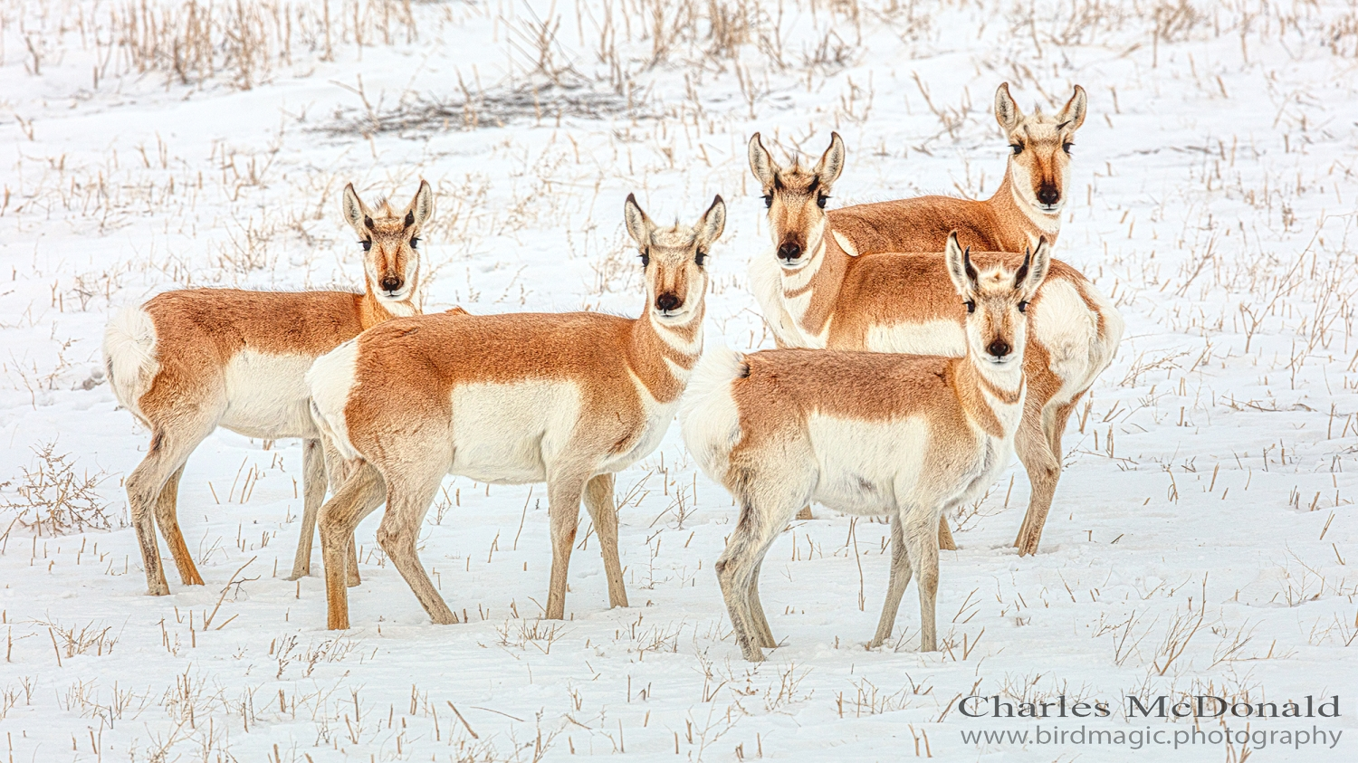 Pronghorn Antelope