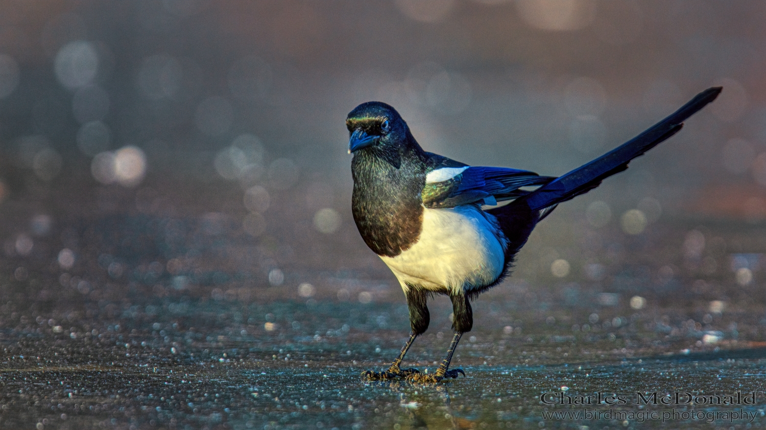 Black-billed Magpie