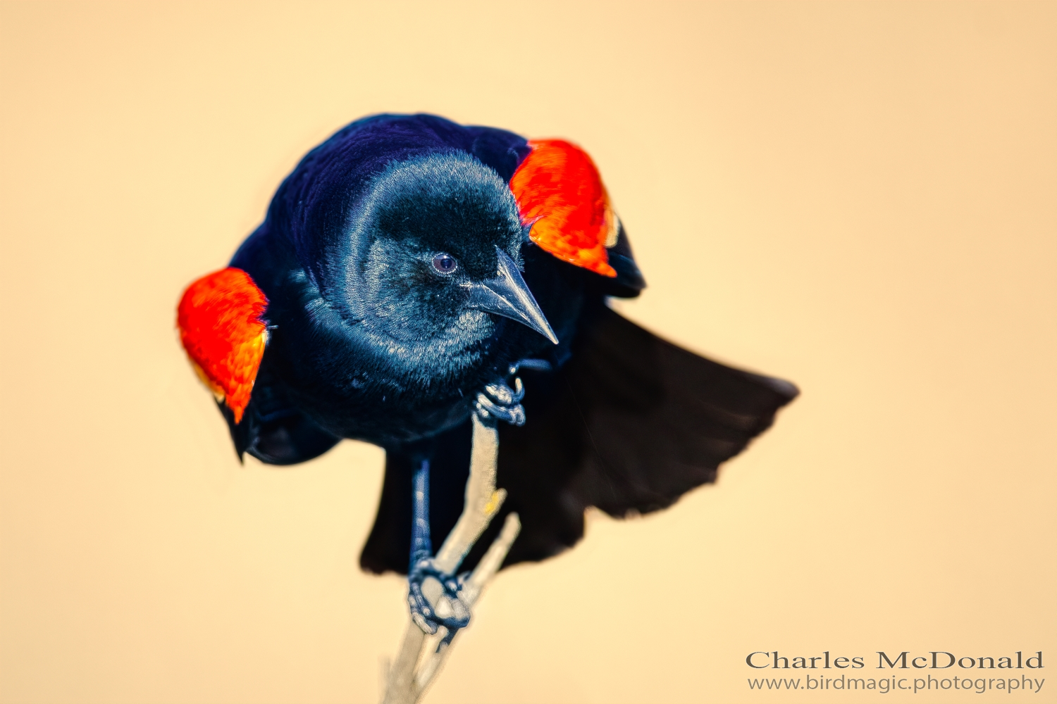 Red-winged Blackbird