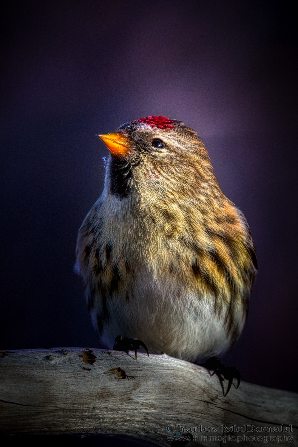 Common Redpoll