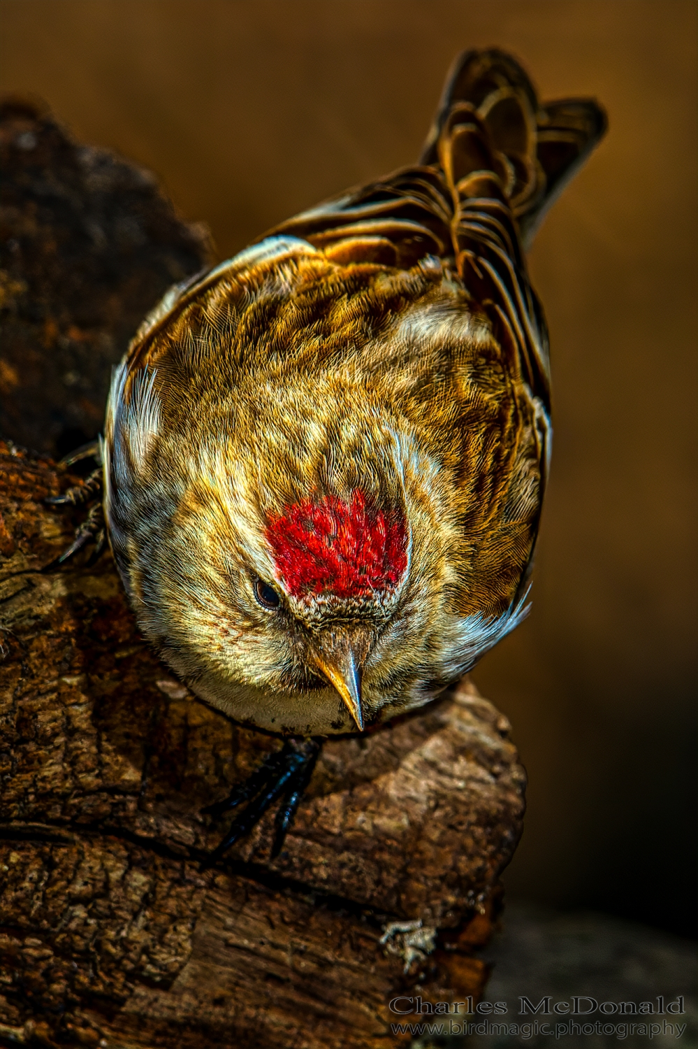 Common Redpoll