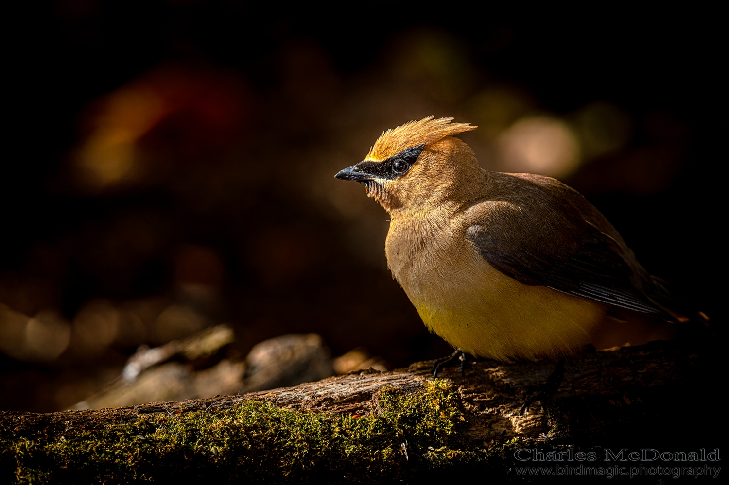 Cedar Waxwing