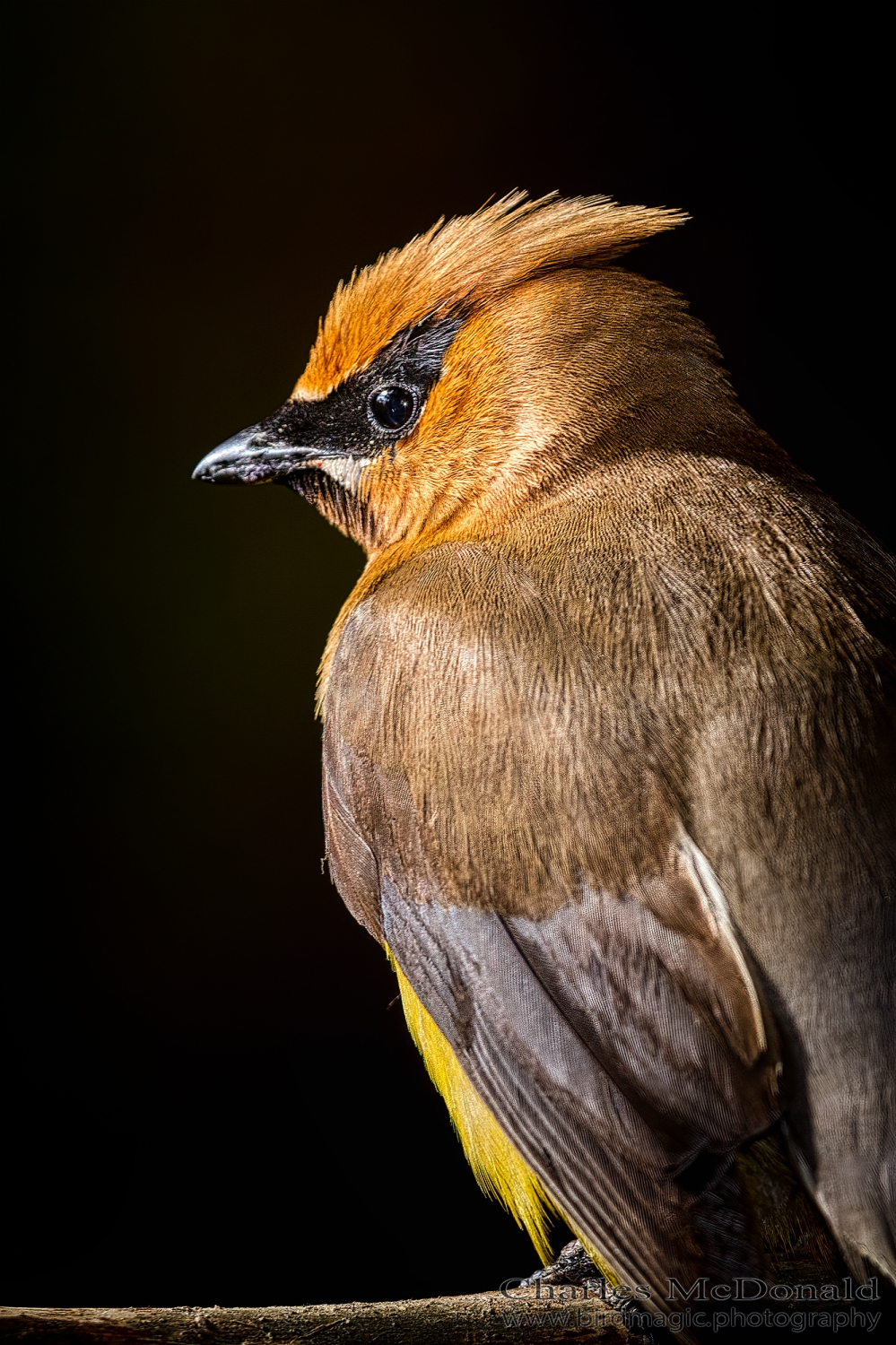 Cedar Waxwing