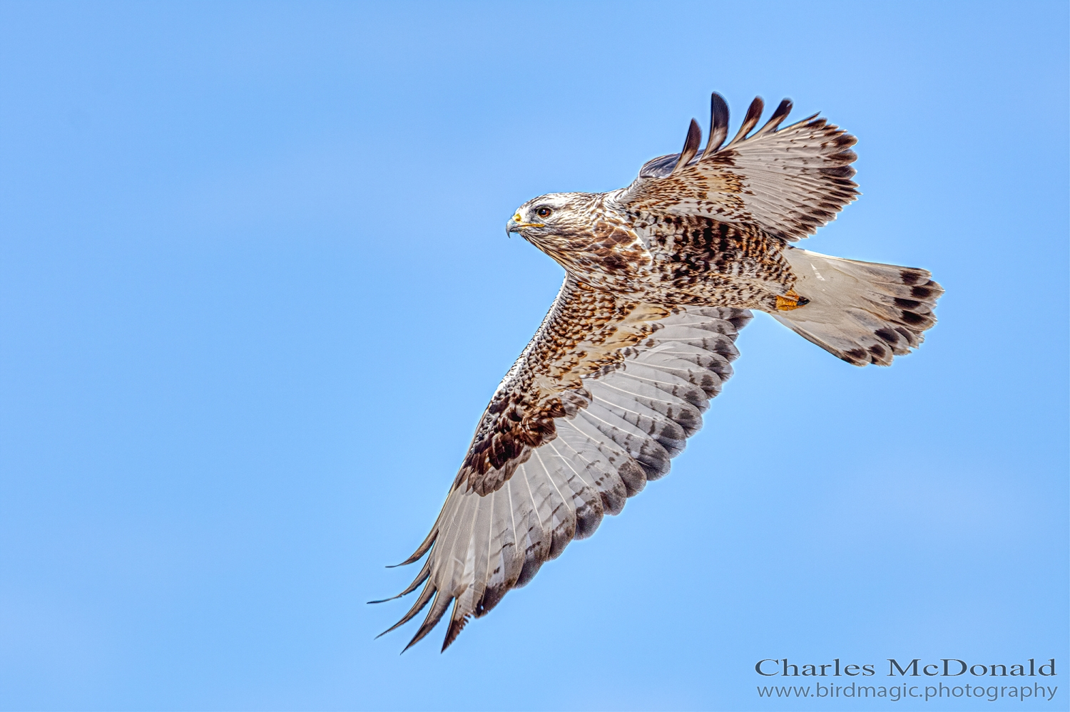 Rough-legged Hawk