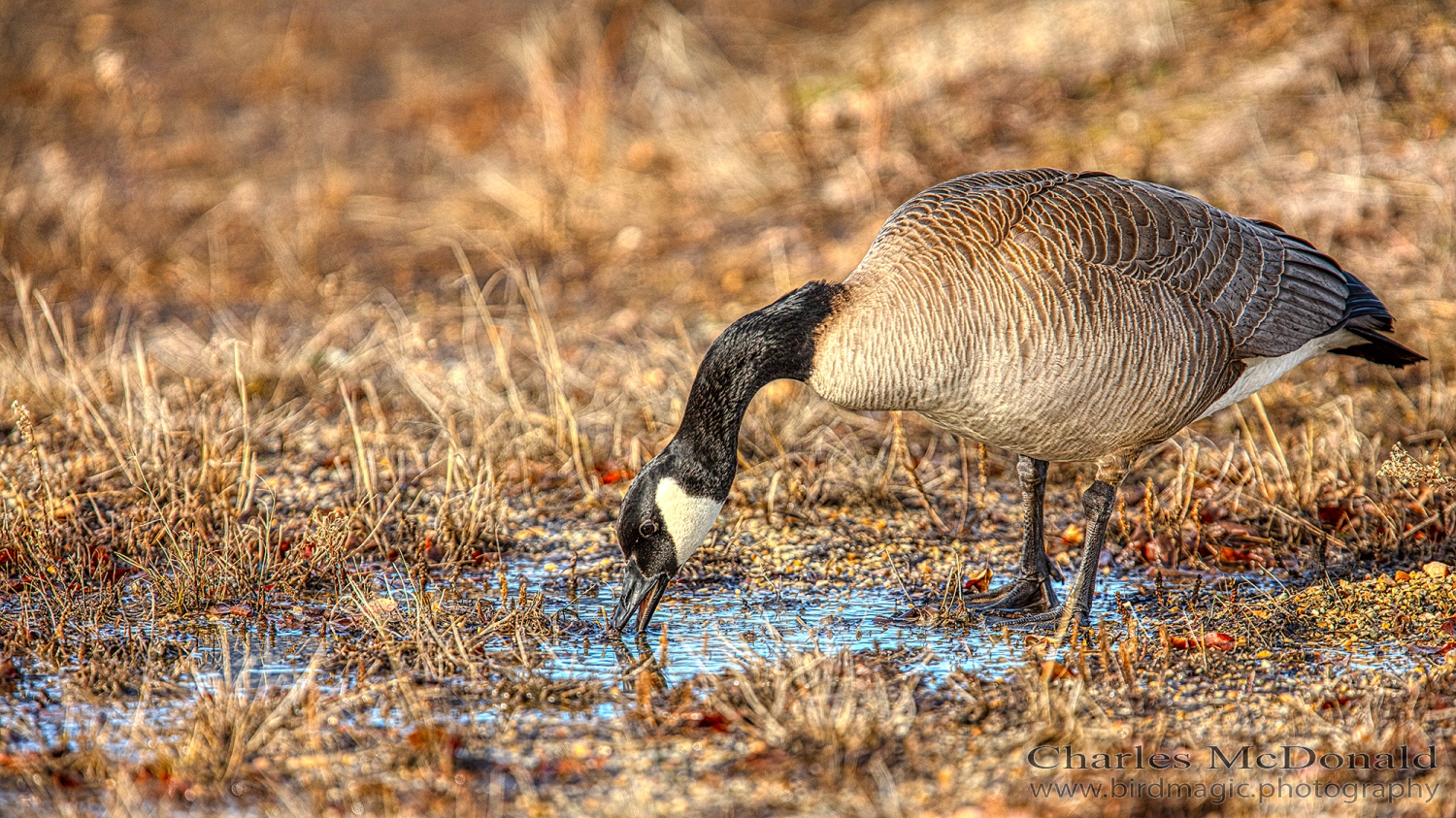 Canada Goose