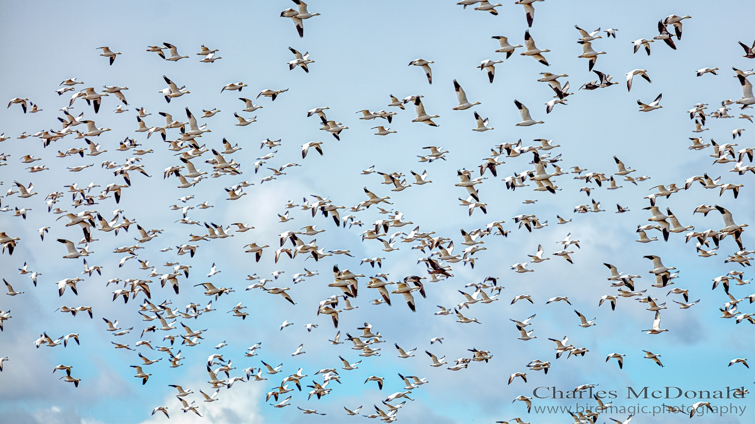 Snow Goose