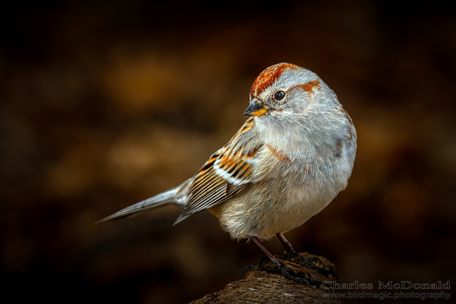 American Tree Sparrow