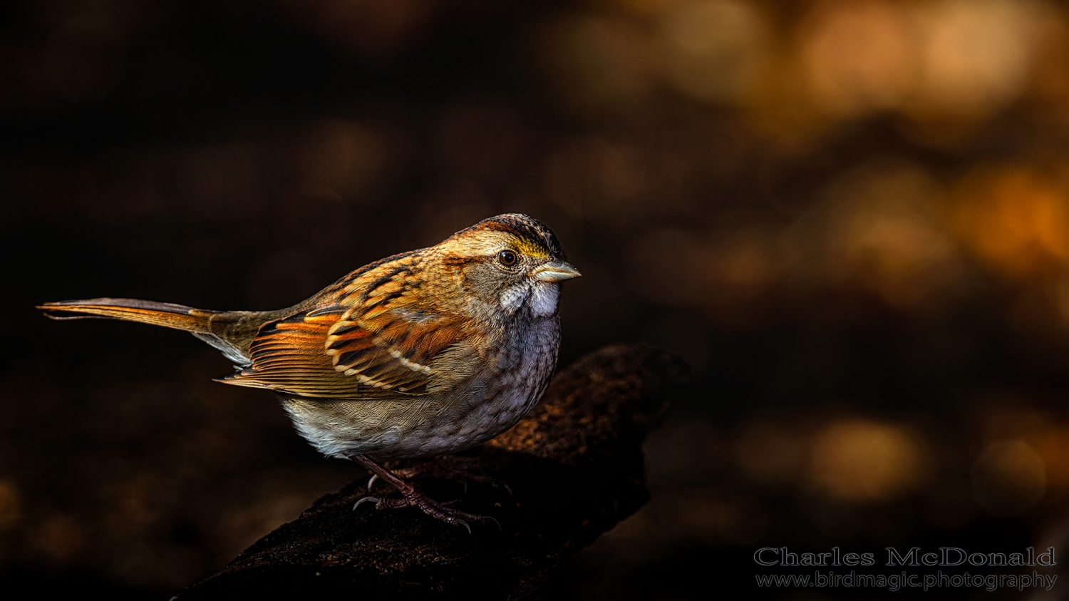 White-throated Sparrow