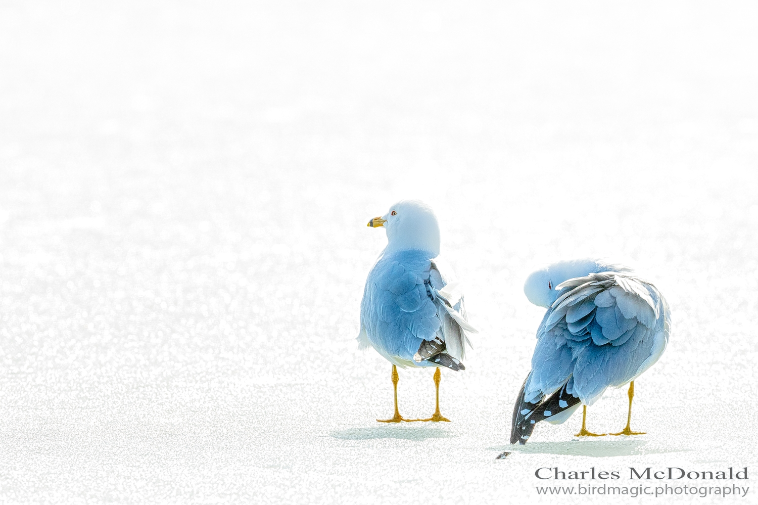 Ring-billed Gull