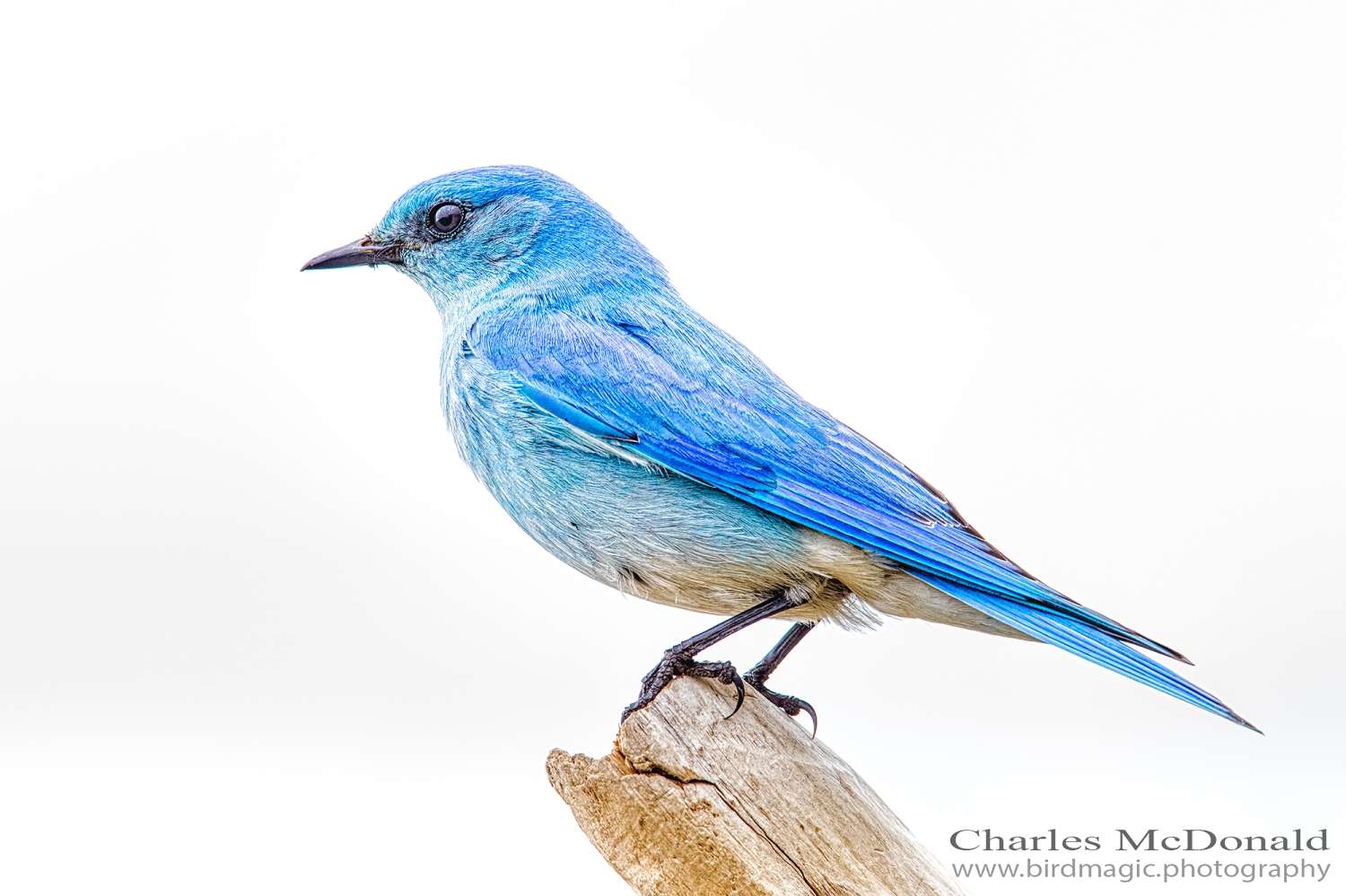 Mountain Bluebird