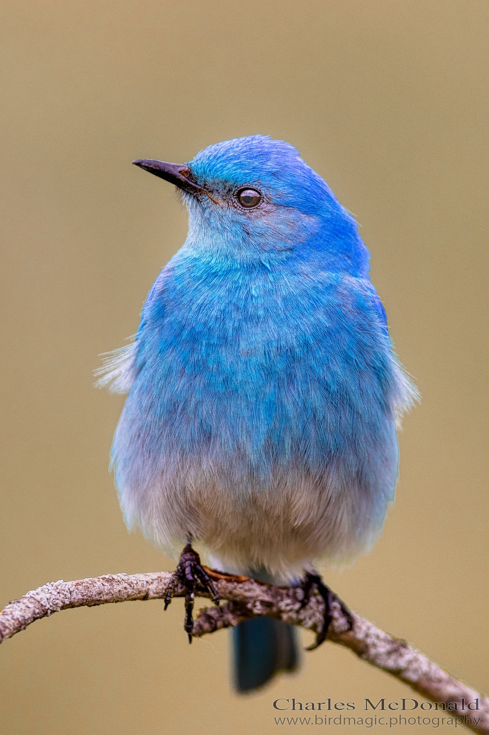 Mountain Bluebird