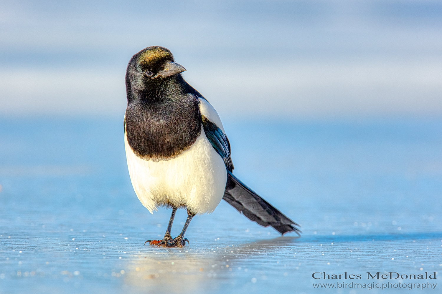 Black-billed Magpie