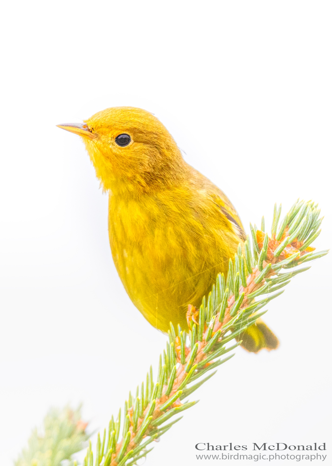 Yellow Warbler