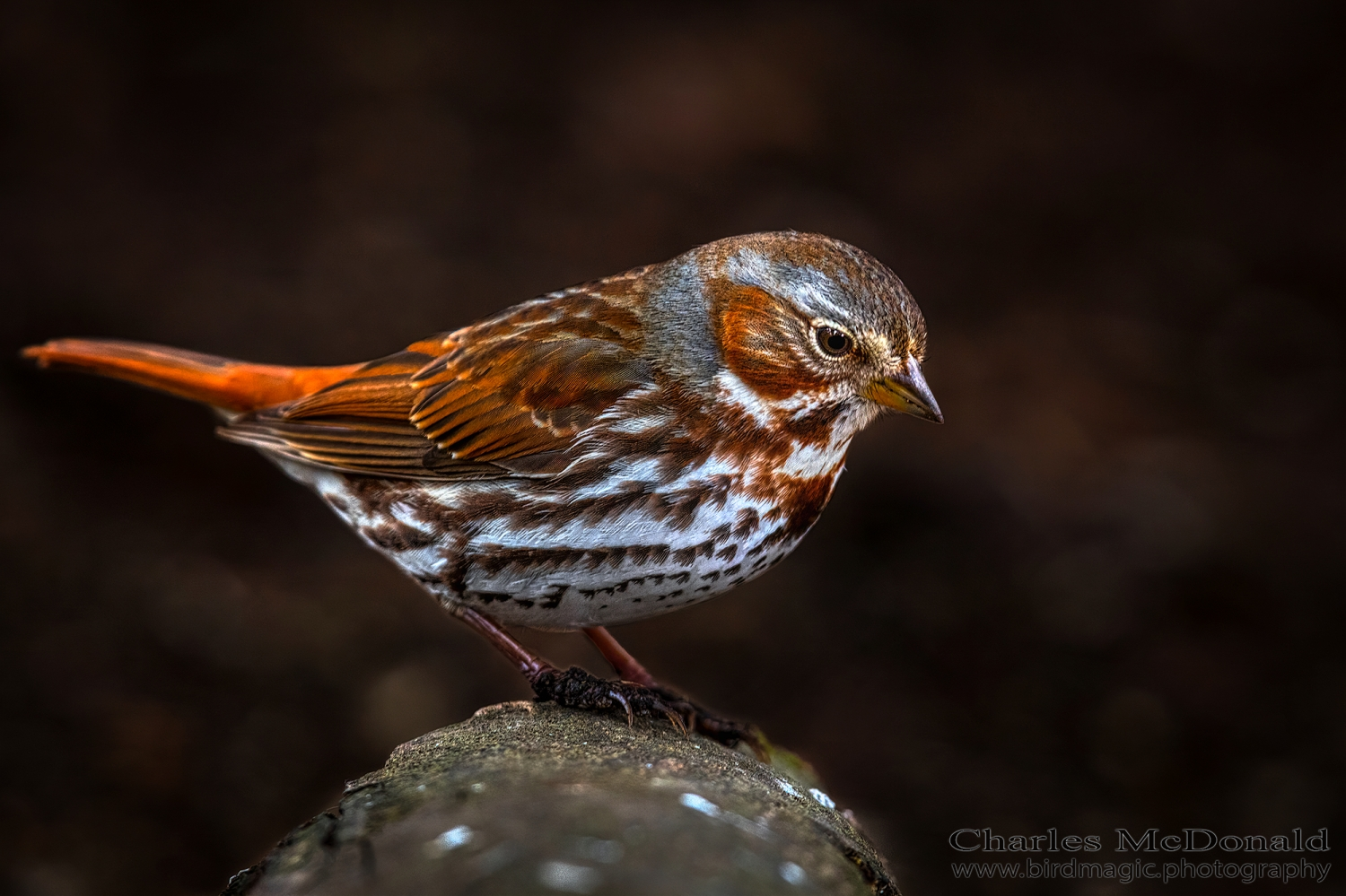 Fox Sparrow