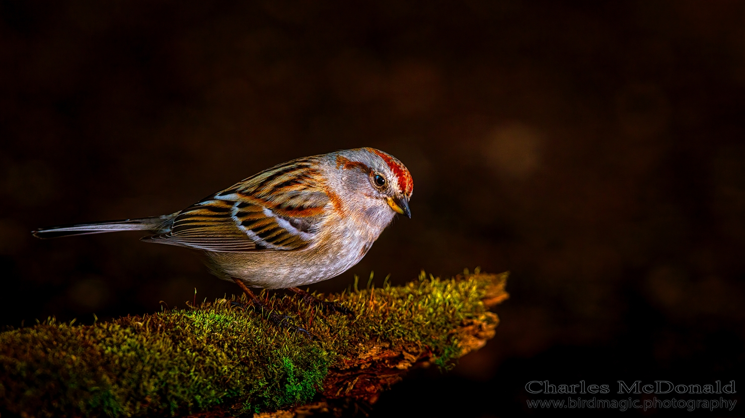 American Tree Sparrow