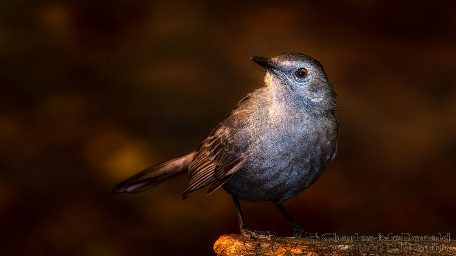 Gray Catbird