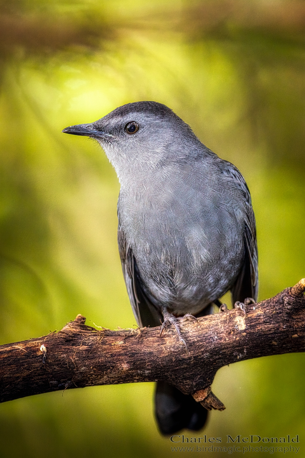 Gray Catbird