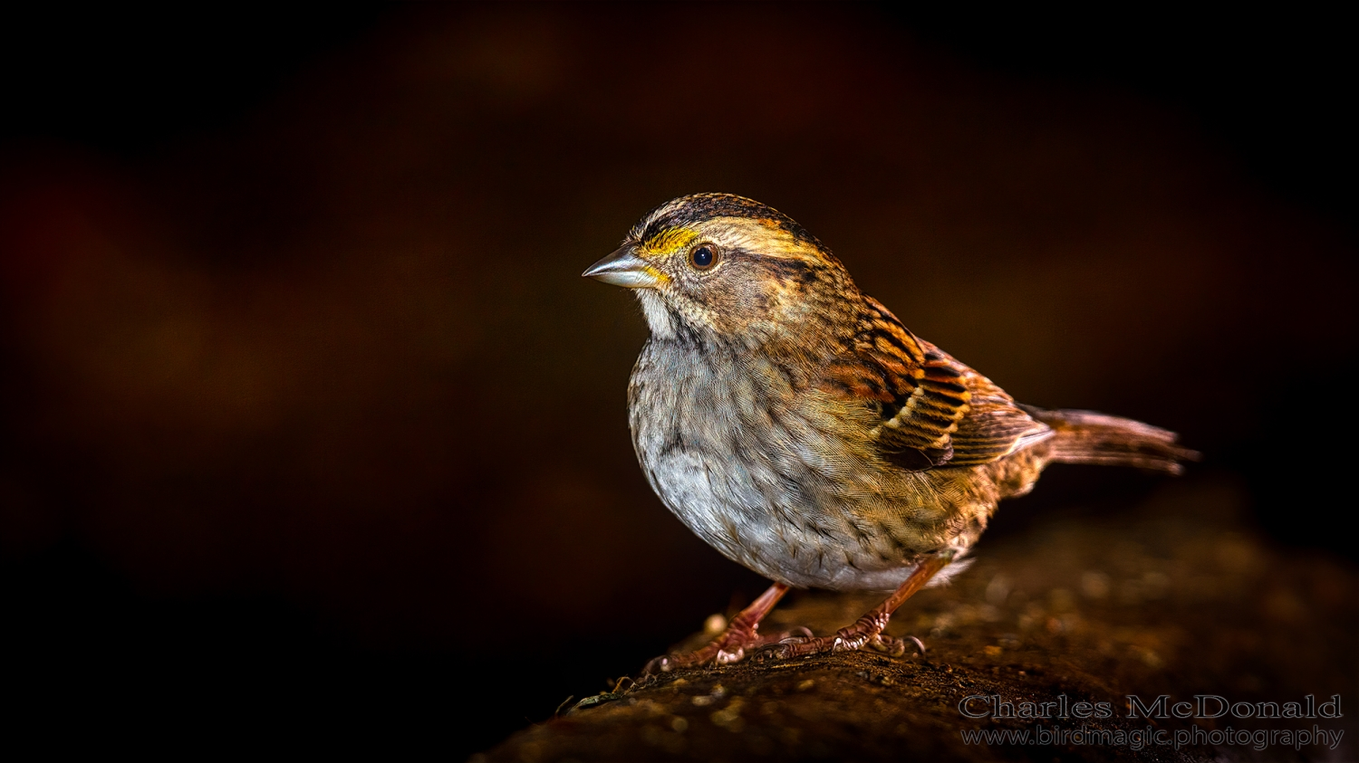 White-throated Sparrow