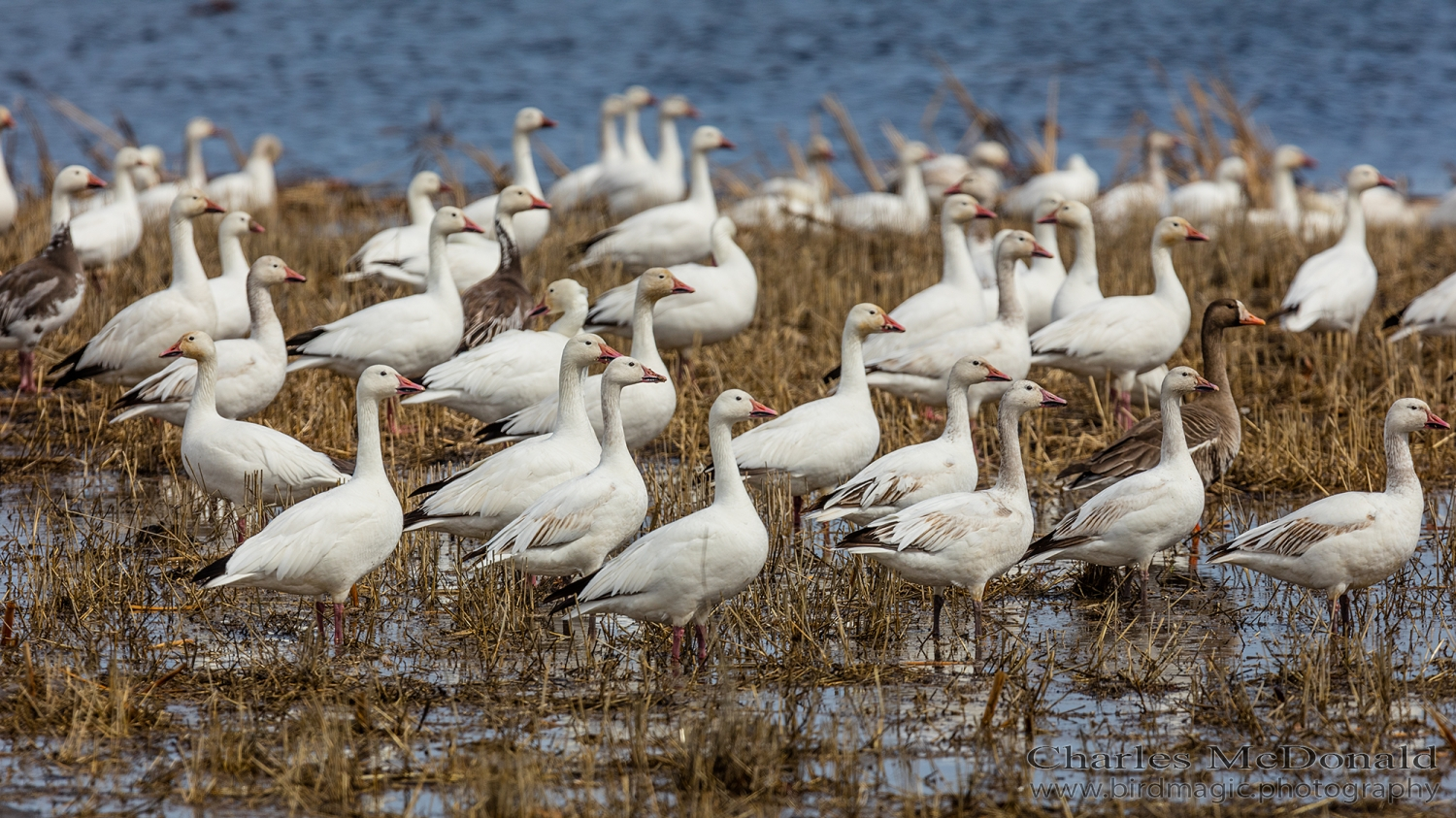 Snow Goose