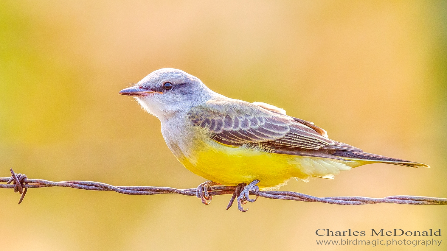 Western Kingbird