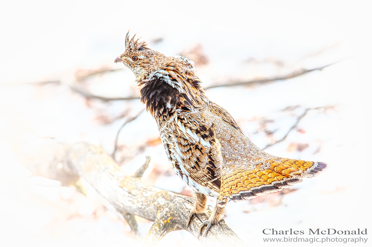 Ruffed Grouse