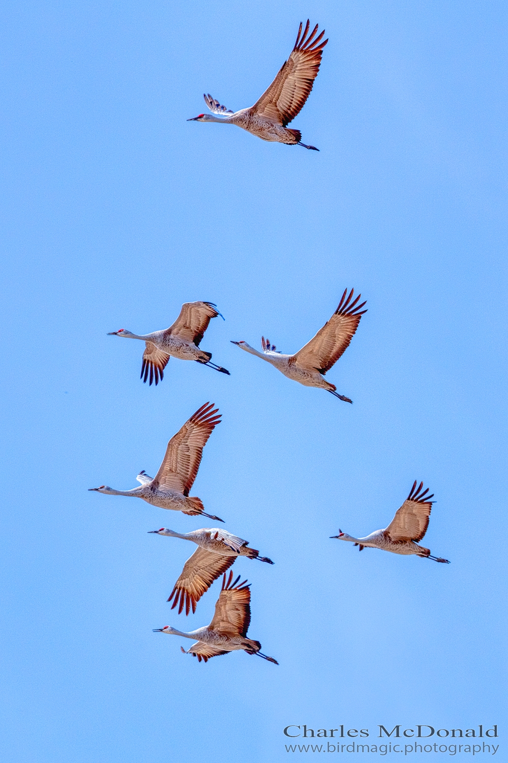 Sandhill Crane