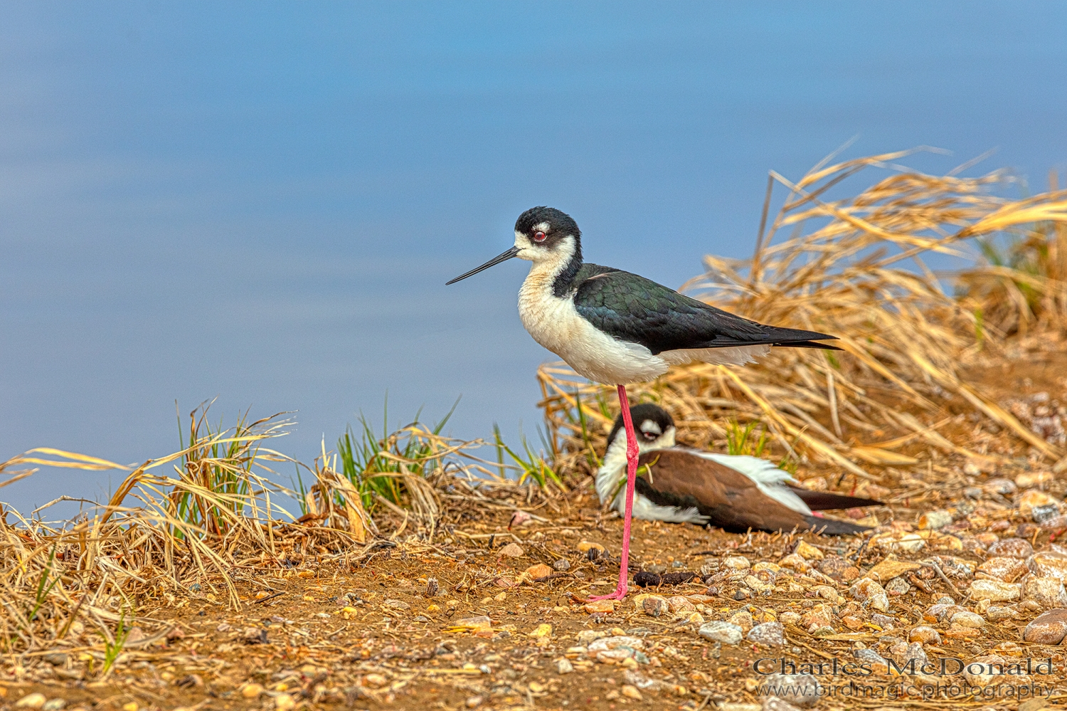 Black-necked Stilt