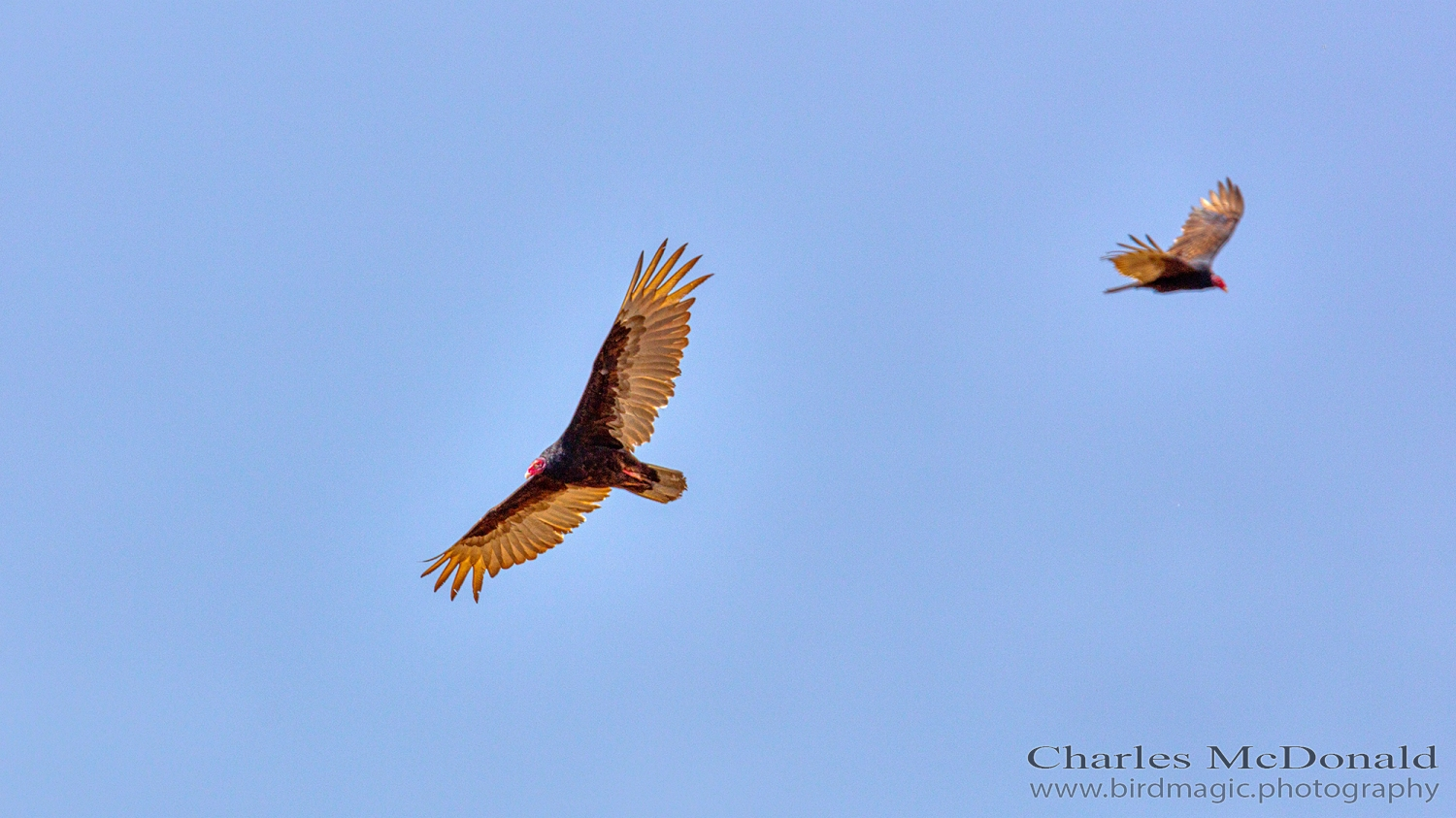 Turkey Vulture