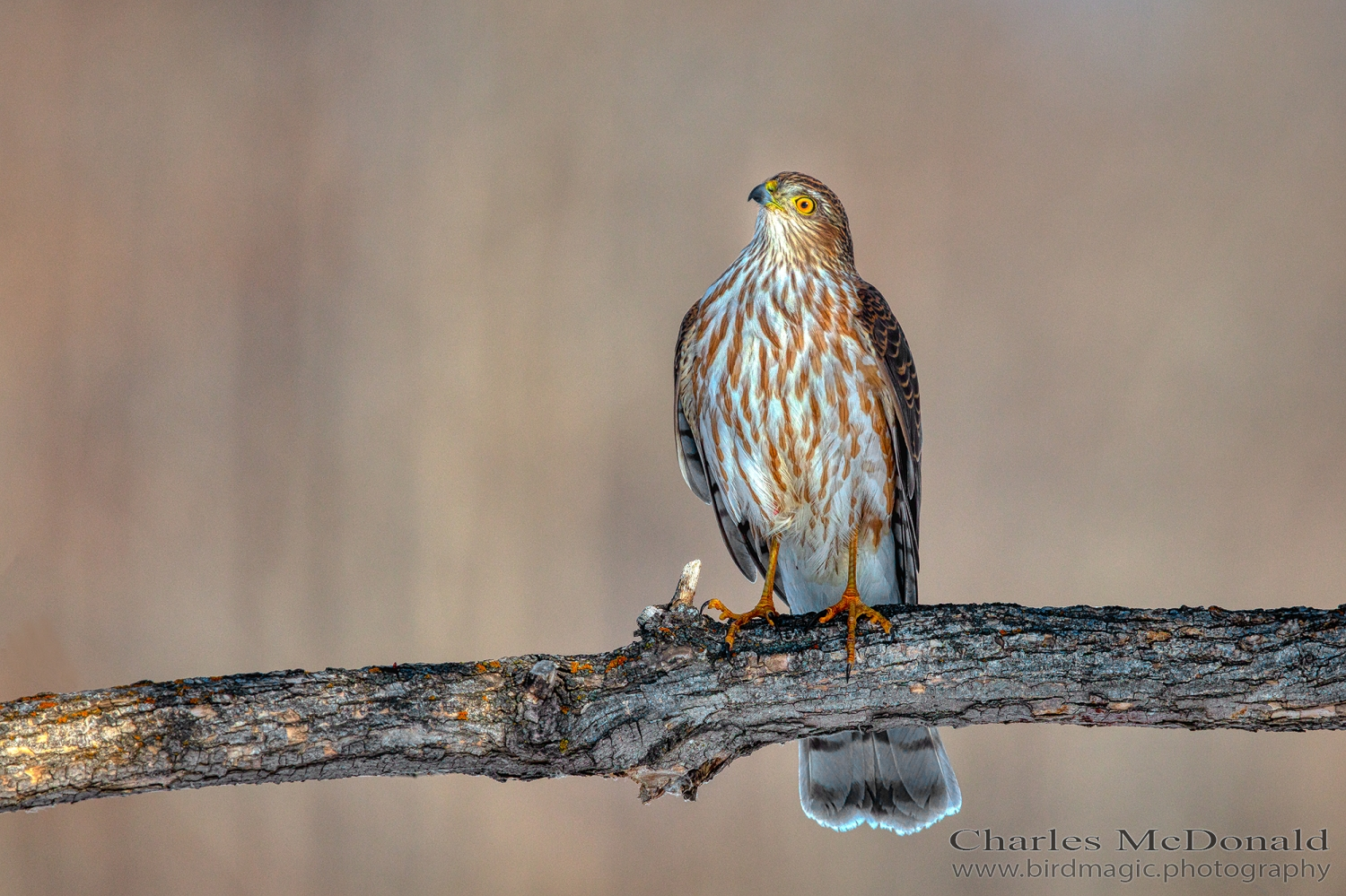 Sharp-shinned Hawk