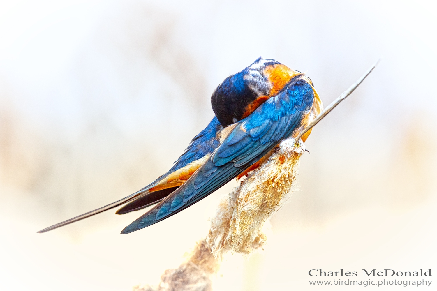 Barn Swallow