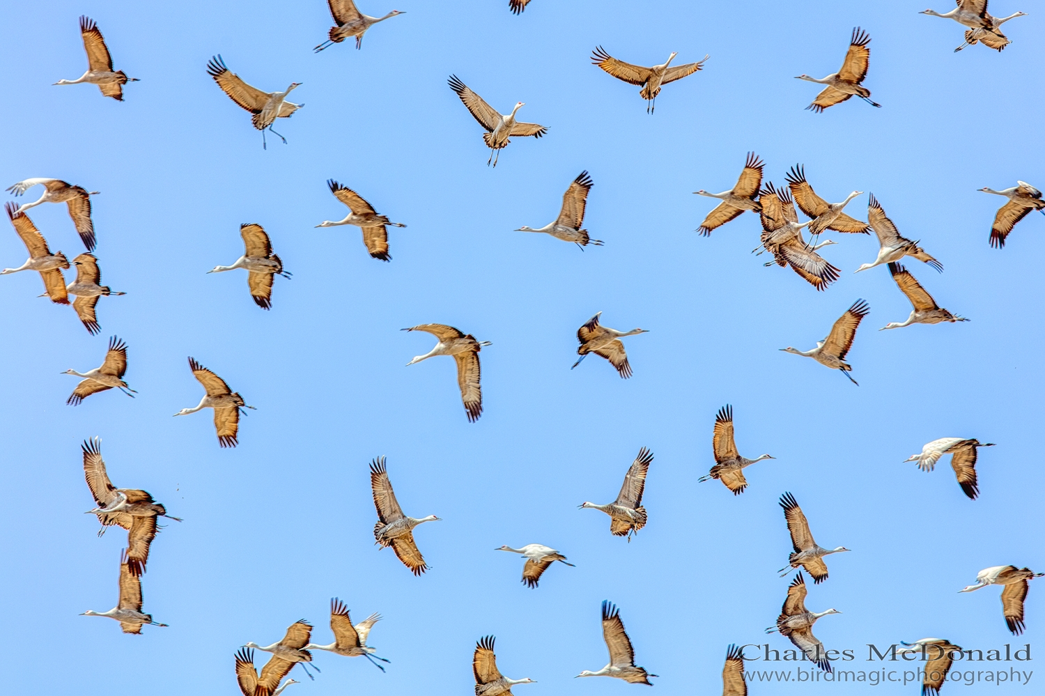 Sandhill Crane