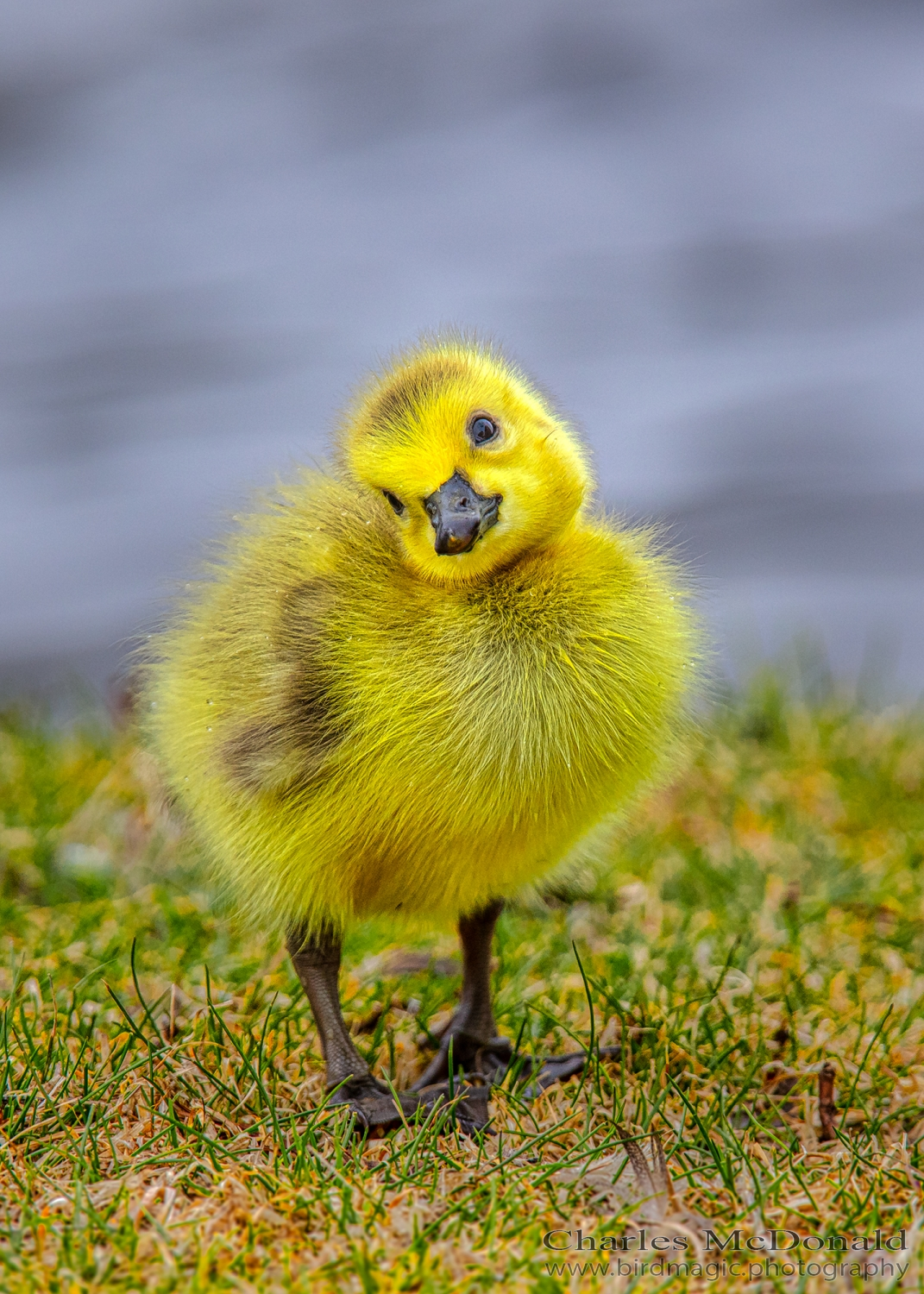 Canada Goose