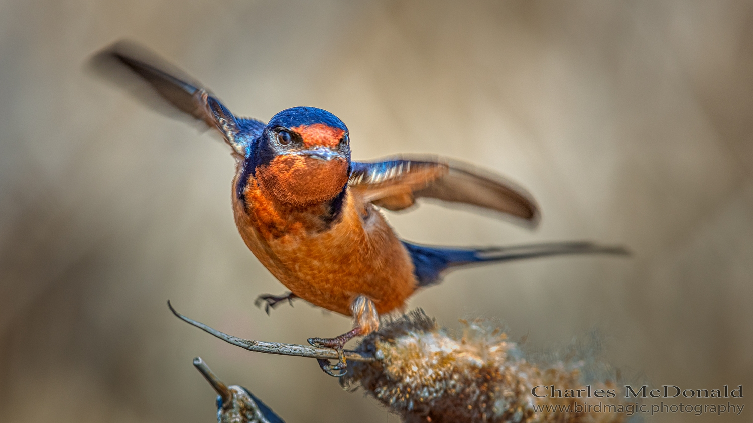 Barn Swallow