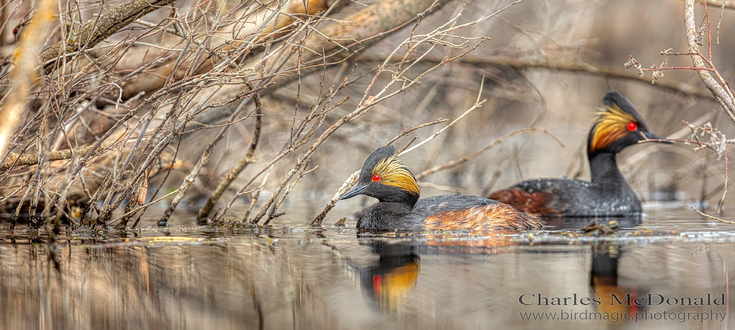 Eared Grebe