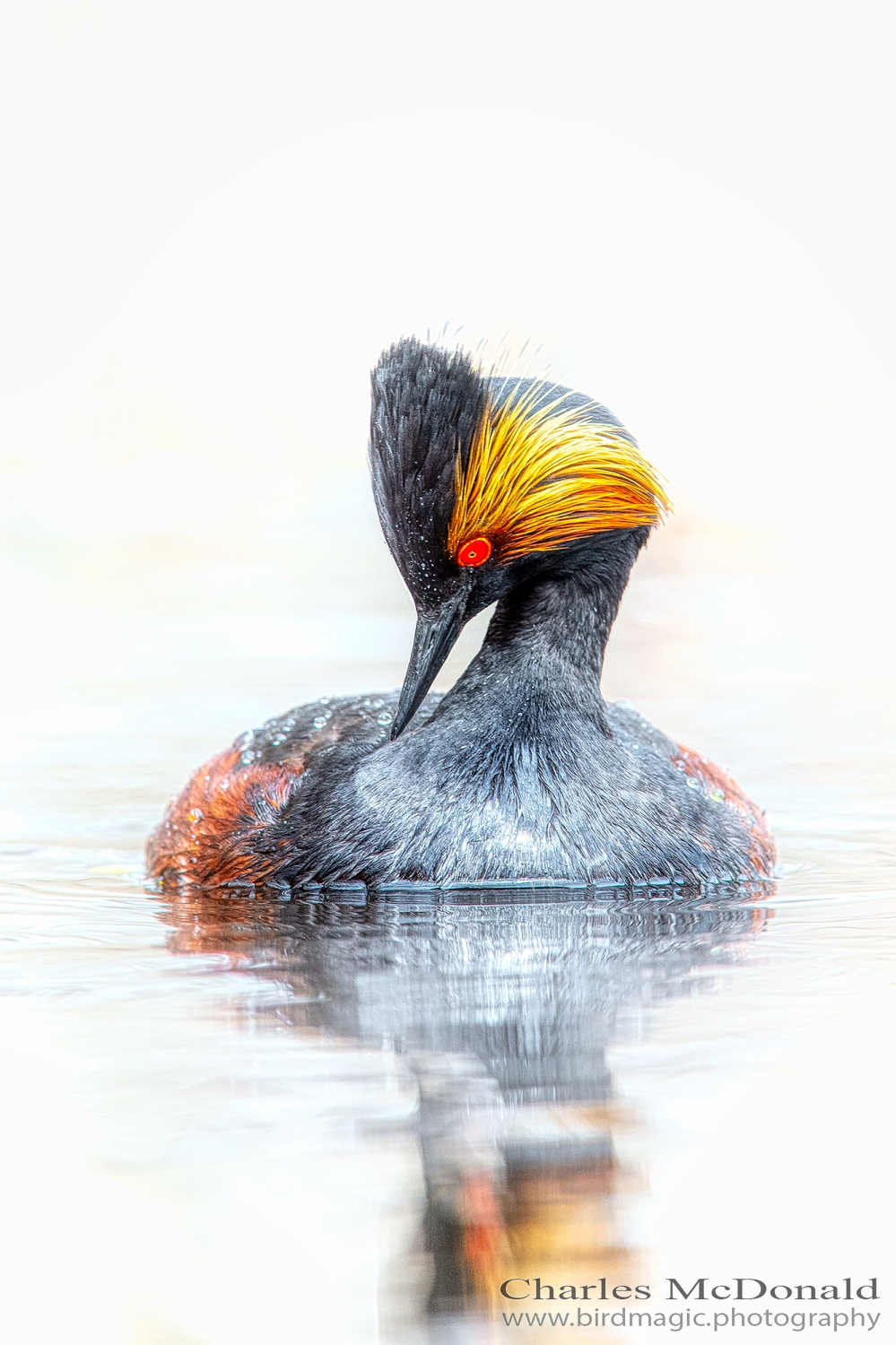 Eared Grebe