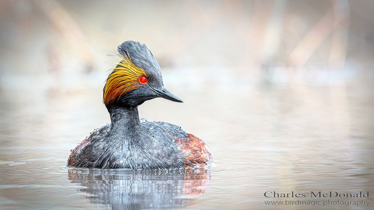 Eared Grebe