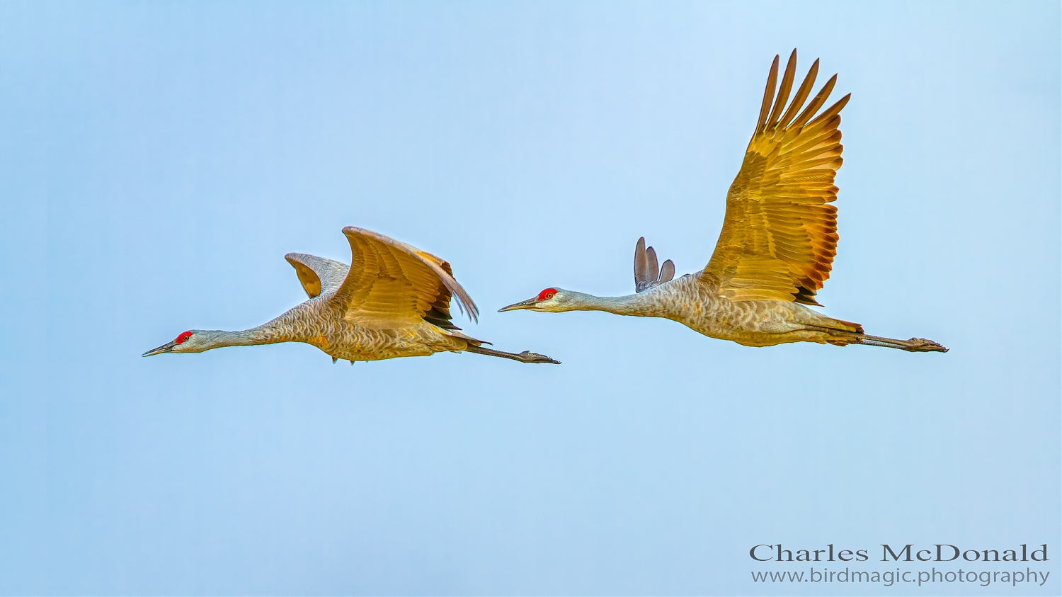 Sandhill Crane