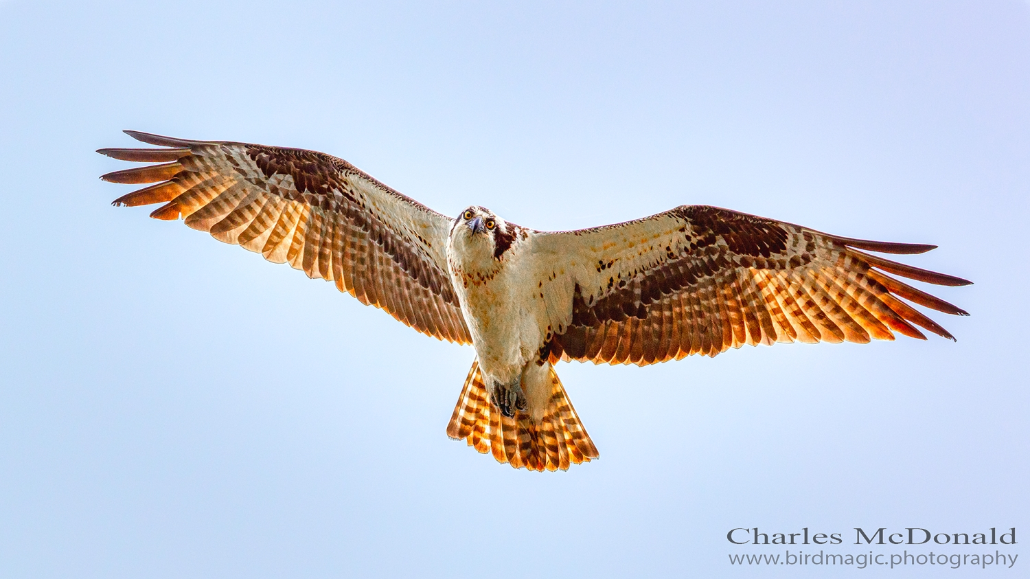 Osprey