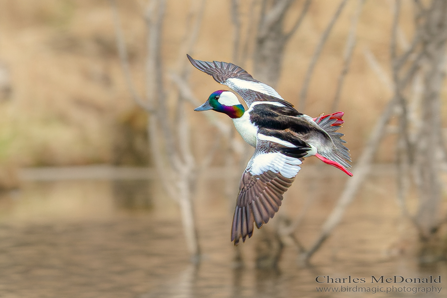 Bufflehead