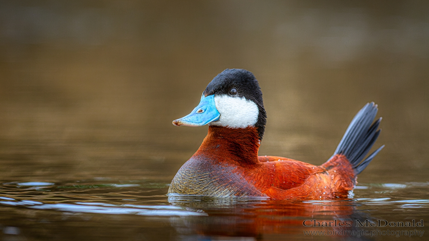 Ruddy Duck