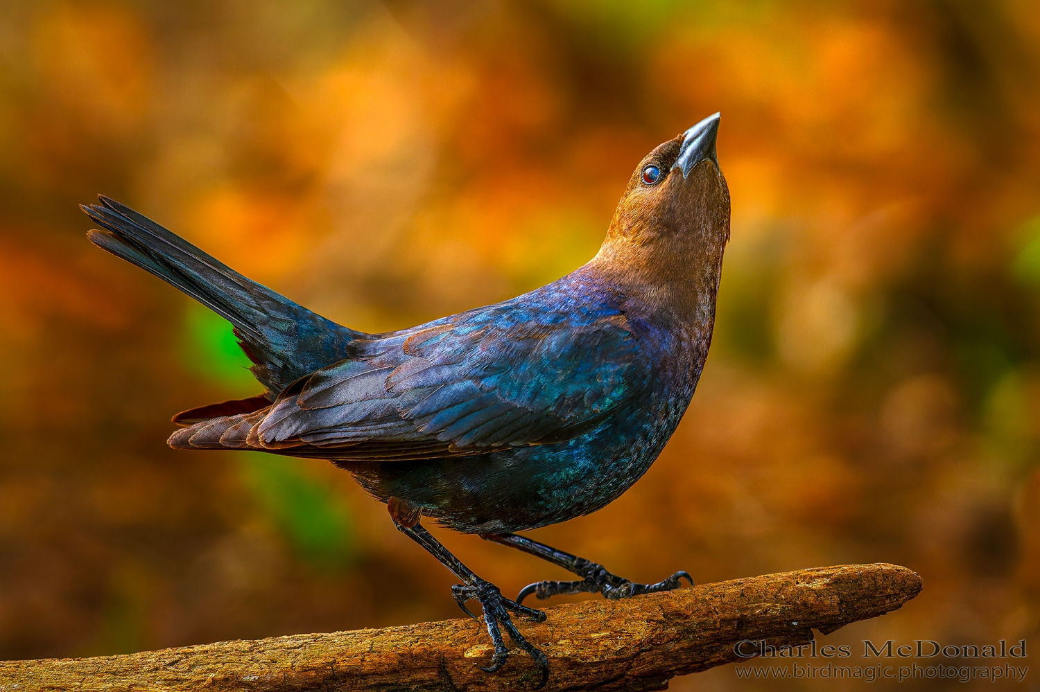 Brown-headed Cowbird