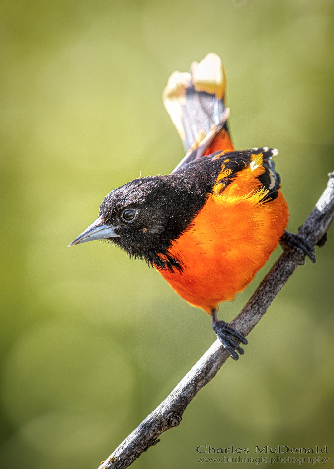 Baltimore Oriole