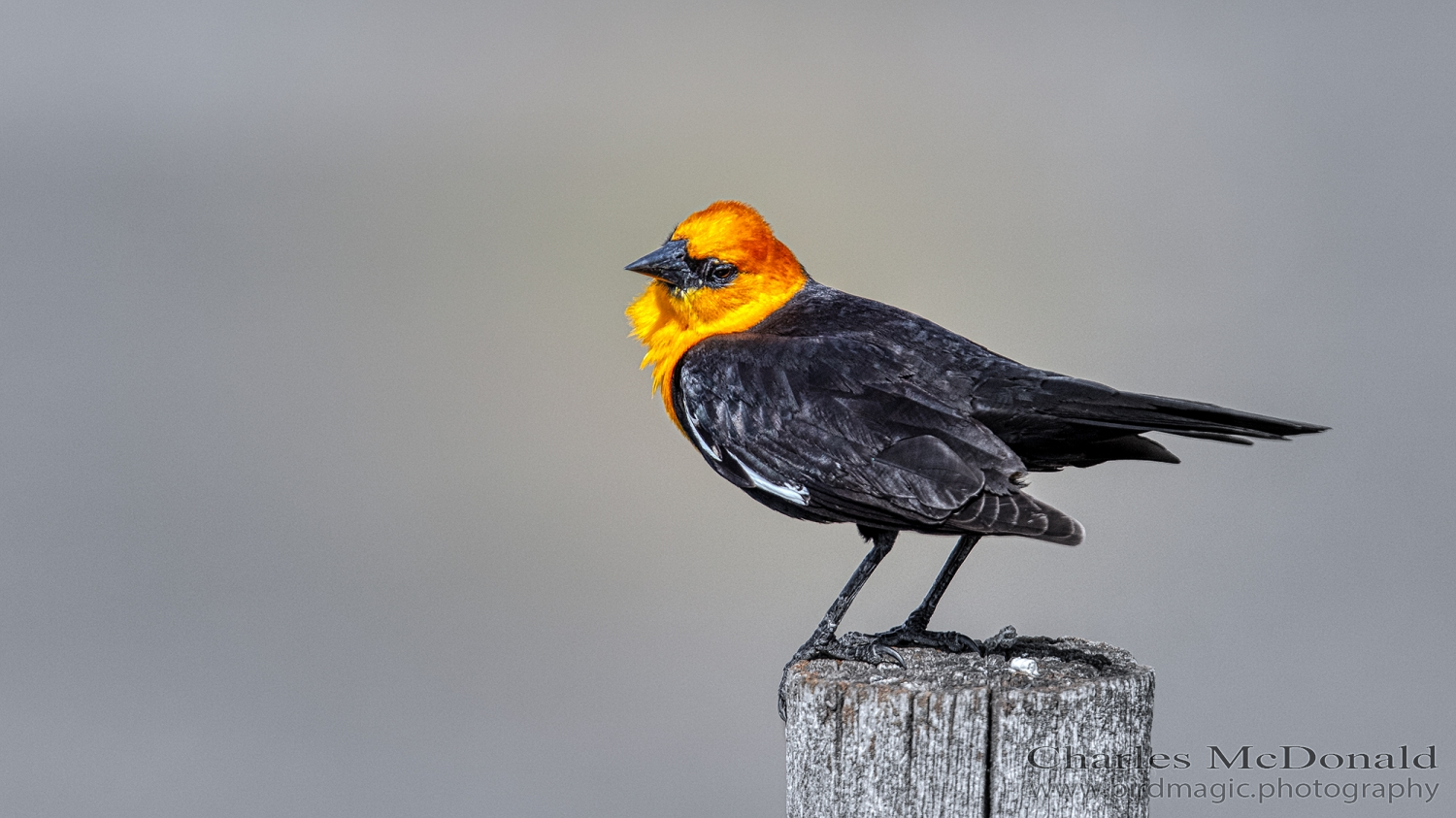 Yellow-headed Blackbird