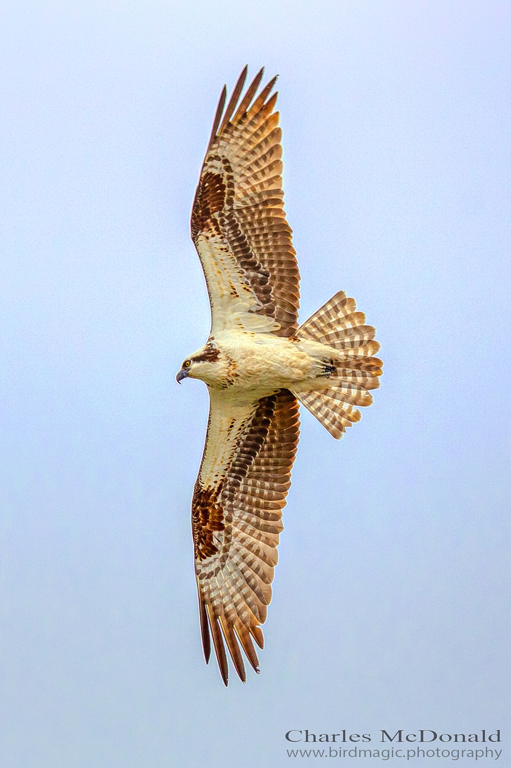 Osprey