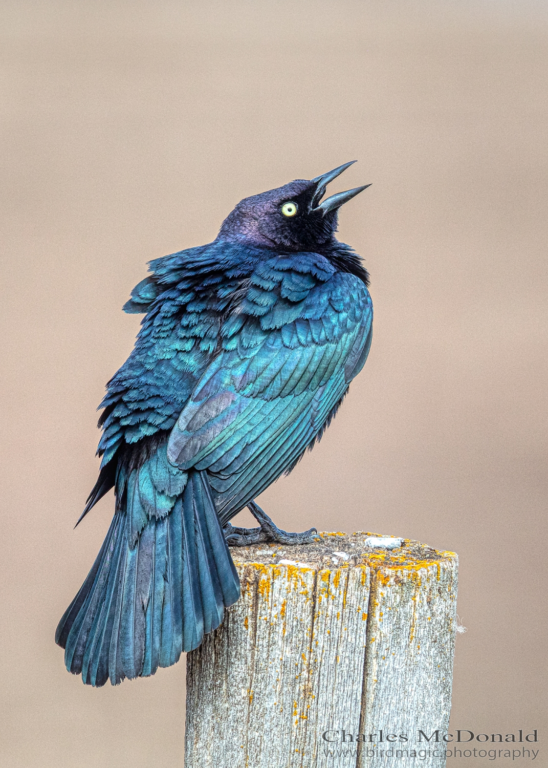 Brewer's Blackbird