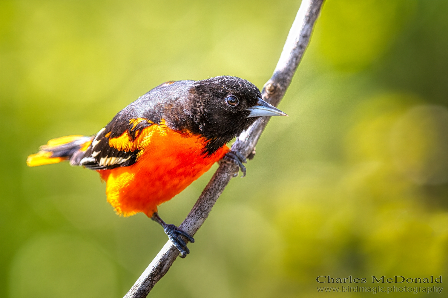 Baltimore Oriole